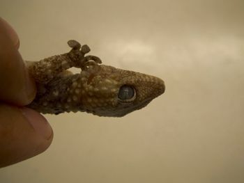 Media type: image;   Herpetology R-183771